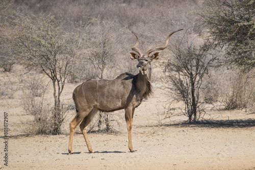 Male Kudu in the Kgalagadi Transfrontier Park  South Africa