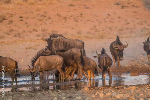 Blue Wildebeest at sunrise, Kgalagadi Transfrontier Park, South Africa photo