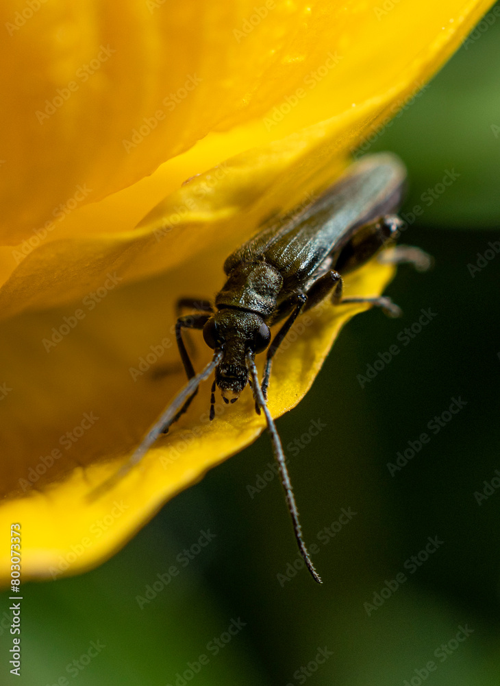 A small dark green beetle crawls along the petal of a yellow flower in a thicket of meadow grass on a clear summer day. A small dark green beetle crawls along the petal of a yellow flower in a thicket of meadow grass on a clear summer day.