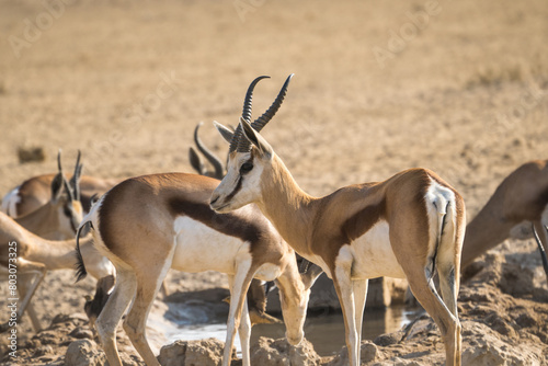 Springbok in the Kgalagadi Transfrontier Park  South Africa