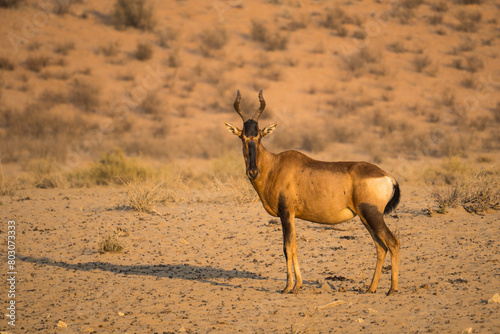 Red hartebeest in the Kgalagadi Transfrontier Park, South Africa photo