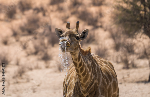 Photography Drinking giraffe in the Kgalagadi Transfrontier Park, South Africa