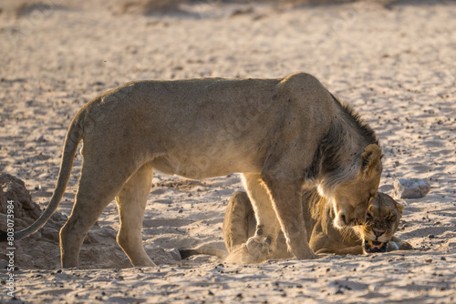 Two lions greeting each other, Kgalagadi Transfrontier Park, South Africa photo