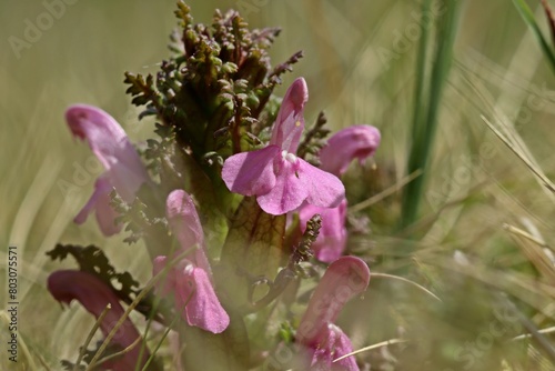 Wald-Läusekraut (Pedicularis sylvatica)