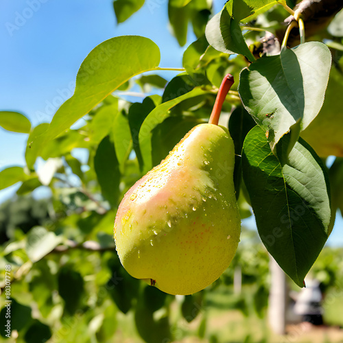 pear grows on a tree in the harvest garden on sunny day,Tasty juicy young pear hanging on tree branch on summer fruits garden as healthy organic concept of nature background. Ripe fruit harvest genera