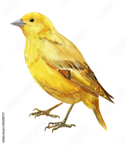 yellow canary watercolor digital painting good quality
