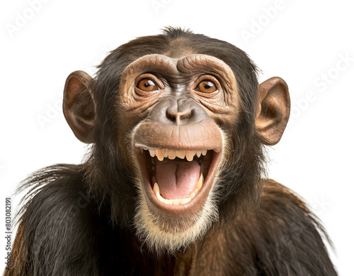 Lachender Schimpanse isoliert auf weißen Hintergrund, Freisteller photo