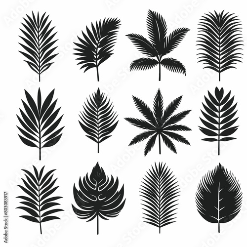 palm tree leaf set silhouette illustration white background