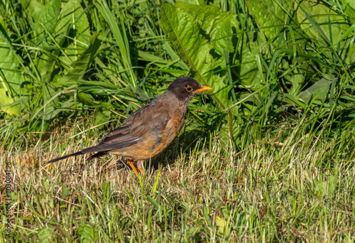 The Magellanic Thrush, T. f. magellanicus, Patagonia, Chile