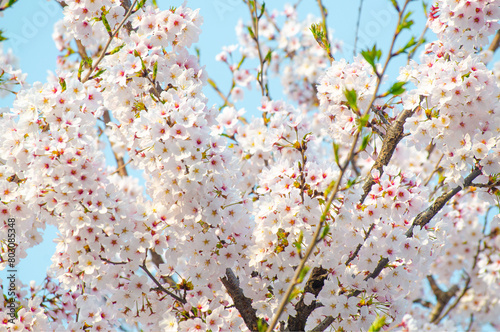 Beautiful sakura flower (cherry blossom) in spring. sakura tree flower on blue sky.