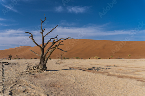 Deadvlei  Sossusvlei  Namibia