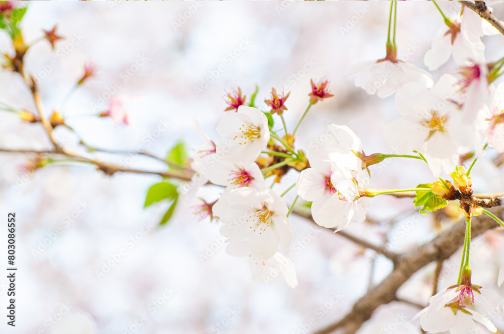 Beautiful sakura flower (cherry blossom) in spring. sakura tree flower on blue sky.