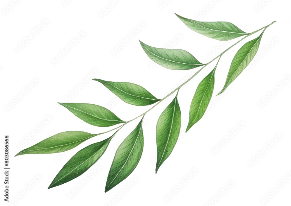 PNG Laurel plant herbs leaf.