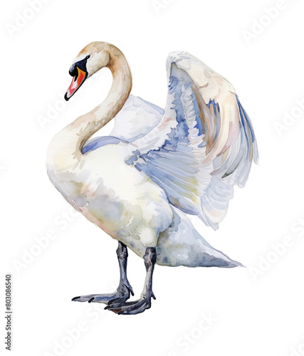 white swan watercolor digital painting good quality