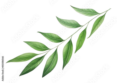 PNG Laurel plant herbs leaf.
