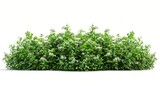dense green bushes with small white flowers isolated on white cut out