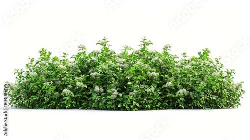 dense green bushes with small white flowers isolated on white cut out photo