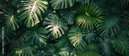 Wallpaper Mural Flat lay view of tropical palm leaves from above Torontodigital.ca