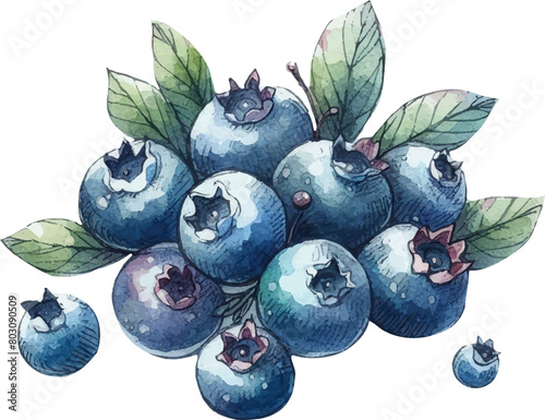 many watercolor blueberries in watercolor style 