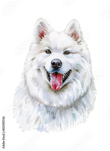 samoyed dog watercolor digital painting good quality