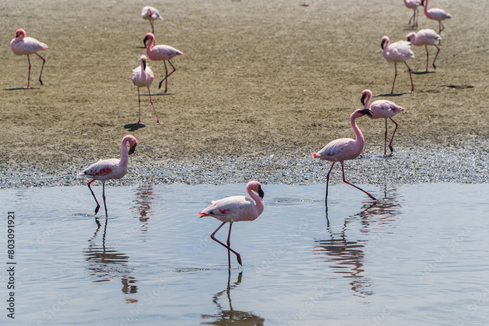 Flamingos near Walwis Bay, Namibia