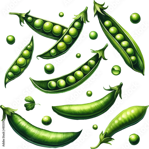 set of green peas in watercolor style in vector 
