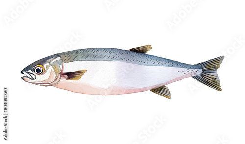anchovy fish watercolor digital painting good quality