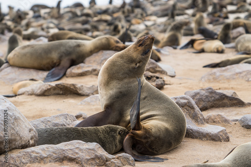 Brown fur seals at Cape Cross, Namibia