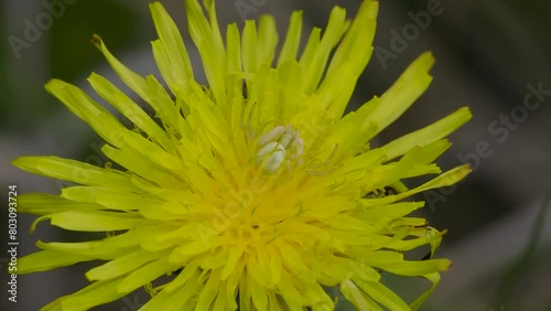White Crab Spider Waiting For Prey on a Dandelion