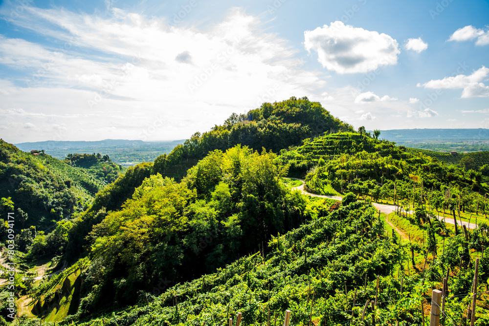 Fototapeta premium 2023 9 23 Vidor prosecco vineyard 55