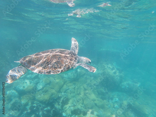 sea ​​turtle