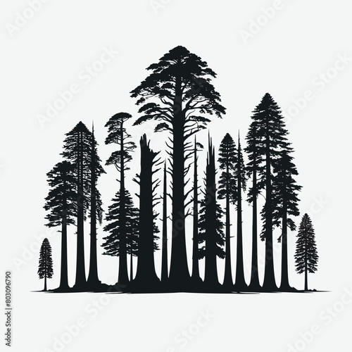 Redwood tree silhouette vector illustration white background