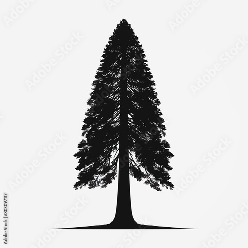 Redwood tree silhouette vector illustration white background