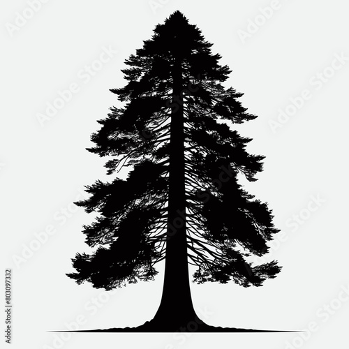 Redwood tree silhouette vector illustration white background