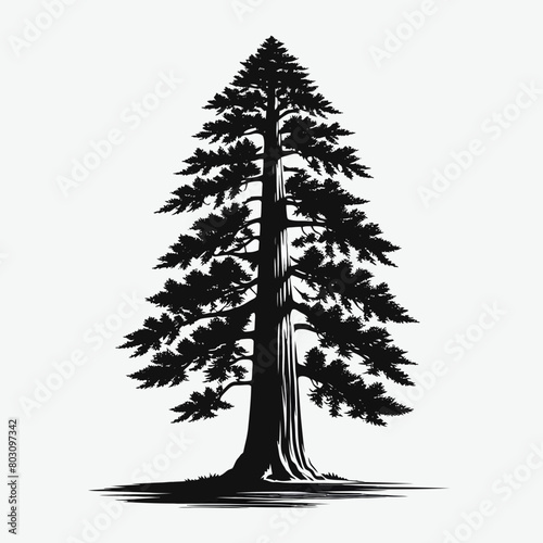 Redwood tree silhouette vector illustration white background