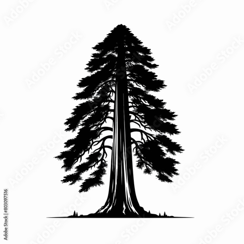 Redwood tree silhouette vector illustration white background