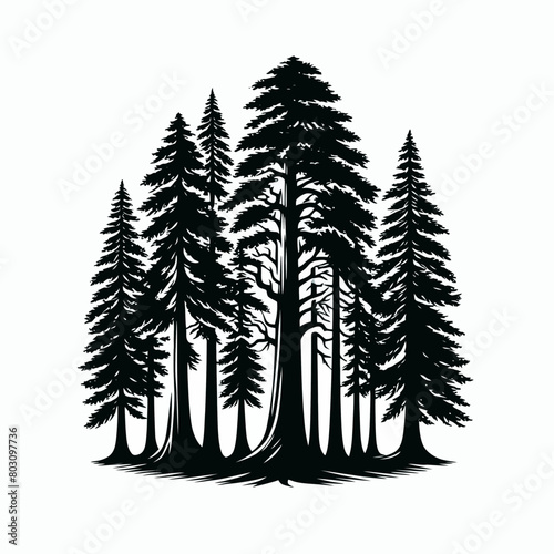 Redwood tree silhouette vector illustration white background