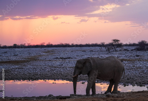 African in the sunset at the Okaukuejo waterhole  Etosha National Park  Namibia