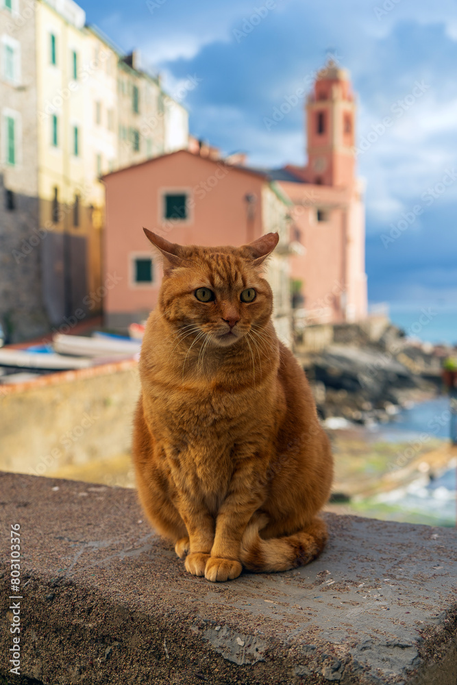 Obraz premium A red tabby cat sits on the quay in Tellaro, Ligurian coast.