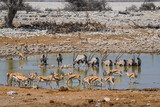 Animal gathering at the Okaukuejo waterhole, Etosha National Park, Namibia