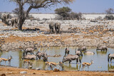 Animal gathering at the Okaukuejo waterhole, Etosha National Park, Namibia