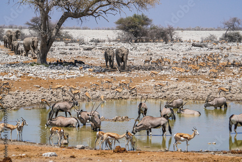 Animal gathering at the Okaukuejo waterhole, Etosha National Park, Namibia photo