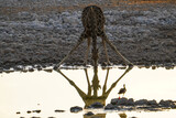 Drinking giraffe at the Okaukuejo waterhole, Etosha National Park, Namibia