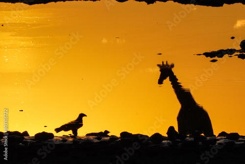 Canvas Print Giraffe with eagle reflection, Etosha National Park, Namibia