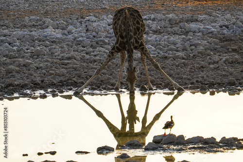 Drinking giraffe at the Okaukuejo waterhole, Etosha National Park, Namibia