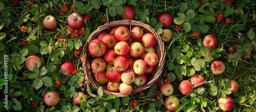 Apples from the autumn season gathered in a basket and scattered on the grass alongside the vibrant red clover. © Lasvu
