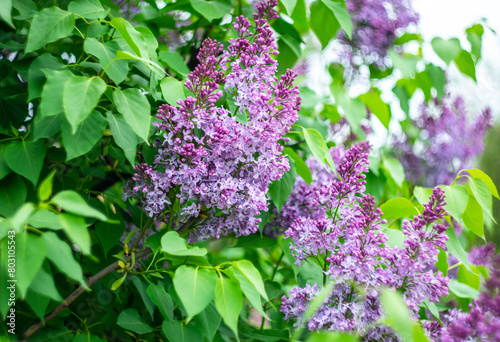 Bright spring lilac on a blurred background.