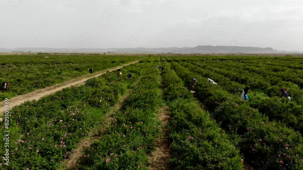 Harvesting workers in the beautiful field in the green plain of spring nature. High resolution and quality aerial footage. Harvesting workers in the beautiful field in the green plain of spring nature. High resolution and quality aerial footage.