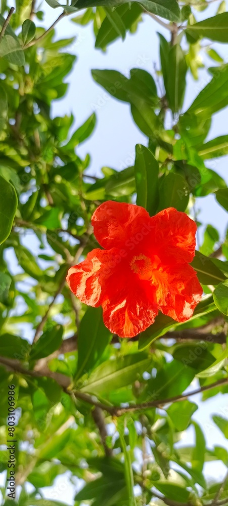 A beautiful flower of a pomegranate plant that is ready to produce pomegranates makes a beautiful sight A beautiful flower of a pomegranate plant that is ready to produce pomegranates makes a beautiful sight