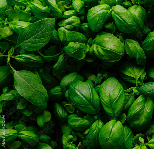 Top view of vibrant green basil leaves filling the frame, perfect as a fresh herb background